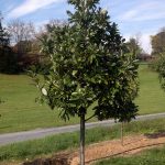 Magnolia virginana | Magnolia | Moonglow tree form
