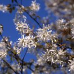 Amelanchier laevis | Serviceberry | Spring Flurry