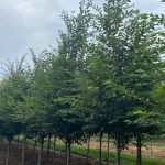 Prunus subhirtella | Flowering Cherry | Accolade