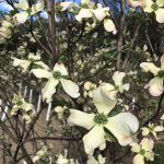 Cornus florida | Dogwood | Appalachian Blush