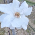 Magnolia | Magnolia | Dr. Merrill- Tree form