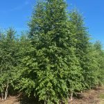 Betula nigra | River Birch | Dura-Heat 3 stems