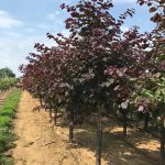 Cercis canadensis | Redbud | Forest Pansy