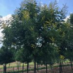 Koelreuteria paniculata | Goldenrain Tree