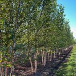 Betula nigra | River Birch | Heritage 3 stems