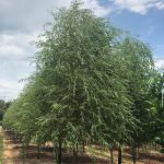 Salix alba tristis | Willow | Niobe Golden