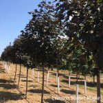 Acer truncatum x platanoides | Tartarian Maple | Crimson Sunset®