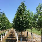 Acer rubrum | Red Maple | Bowhall