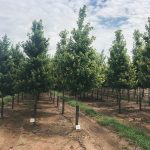 Acer rubrum | Red Maple | Redpointe®