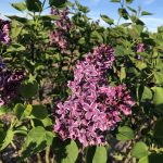 Syringa vulgaris | Lilac | Sensation