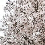 Prunus yedoensis | Flowering Cherry | Yoshino