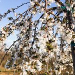 Prunus yedoensis | Flowering Cherry | Snow Fountain