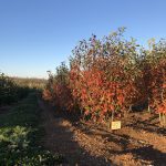 Amelanchier grandiflora | Serviceberry | Autumn Brilliance | Multi Stem