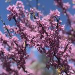 Cercis canadensis | Redbud | Alley Cat