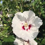 Hibiscus syriacus | Rose of Sharon | First Editions® Bali™