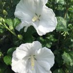 Hibiscus syriacus | Rose of Sharon | White Angel
