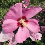 Hibiscus syriacus | Rose of Sharon | Aphrodite