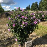 Hibiscus syriacus | Rose of Sharon | Ardens