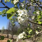 Pyrus calleryana | Flowering Pear | Cleveland Select