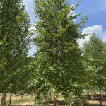 Betula nigra | River Birch | Dura-Heat Single Stem