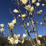 Magnolia | Magnolia | Elizabeth Tree-form