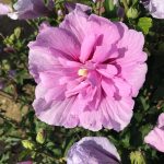 Hibiscus syriacus | Rose of Sharon | Proven Winners® Color Choice® Lavender Chiffon®