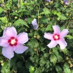 Hibiscus syriacus | Rose of Sharon | Minerva