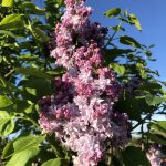 Syringa vulgaris | Lilac | Kathryn Havenmyer