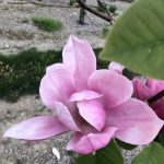 Magnolia | Magnolia | Rose Marie Tree-form