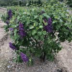Syringa vulgaris | Lilac | Pocahontas