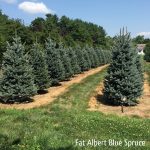 Picea pungens | Colorado Blue Spruce | Fat Albert