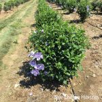 Hibiscus syriacus | Rose of Sharon | Proven Winners® Color Choice® Blue Chiffon®