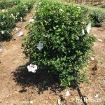 Hibiscus syriacus | Rose of Sharon | First Editions® Fiji™