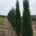 Juniperus virginiana | Juniper | Taylor