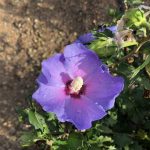 Hibiscus syriacus | Rose of Sharon | First Editions® Hawaii™