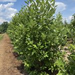 Magnolia | Magnolia  | Sweet Bay Multi-stem