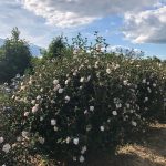 Hibiscus syriacus | Rose of Sharon | Blushing Bride