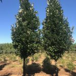Quercus robur x | Oak Hybrid | Crimson Spire™