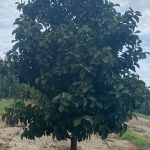 Magnolia | Magnolia | Genie Tree-form
