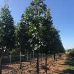 Quercus ellipsoidalis | Pin Oak | Northern Pin Oak