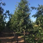 Quercus palustris | Pin Oak | Pin Oak