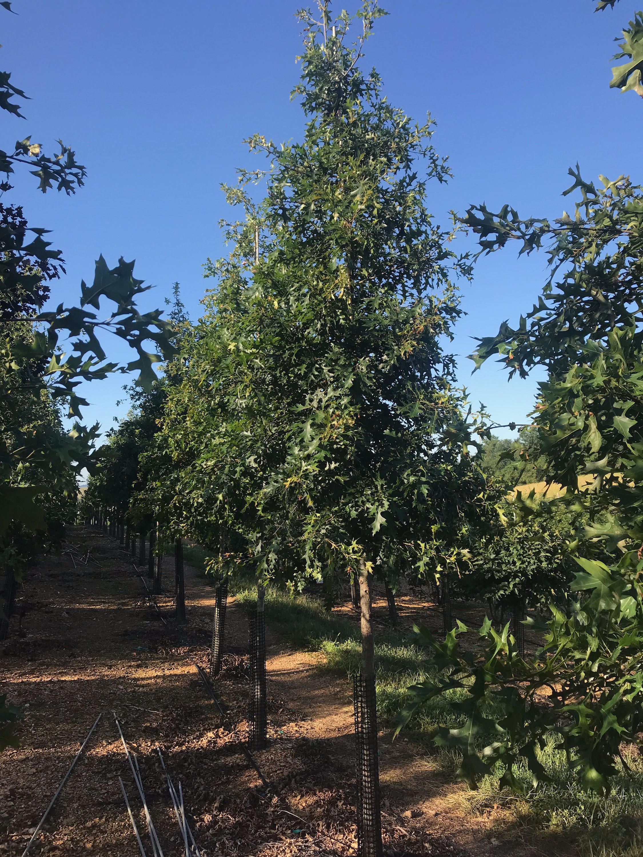 Quercus palustris Pin Oak Pin Oak DR Snell Wholesale