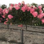 Hydrangea paniculata | Tree-form Hydrangea | First Editions® Vanilla Strawberry™