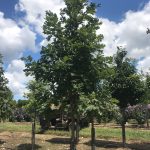 Quercus alba | White Oak | White Oak