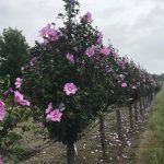 Hibiscus syriacus | Rose of Sharon | First Editions® Tahiti™ Tree Form