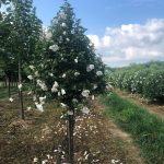 Hibiscus syriacus | Rose of Sharon | First Editions® Bali™ Tree Form