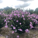 Hibiscus syriacus | Rose of Sharon | First Editions® Tahiti™