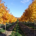 Acer saccharum | Sugar Maple | Fall Fiesta