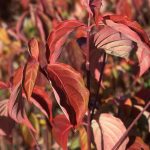 Cornus x rutcan | Kousa X Dogwood | Constellation