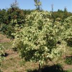 Cornus kousa | Kousa Dogwood | Samaritan (variegated)